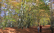 Wandern im bunten Herbstwalde, Foto: Bansen-Wittig