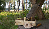 Gutes Pilzrevier im Herbst, Foto: Bansen-Wittig