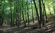 Zukunftswald an der Millionenbrücke, Foto: Bansen-Wittig