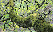 Im Zukunftswald dürfen die Bäume alt werden, Foto: Bansen-Wittig