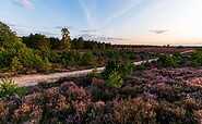 Blick auf die blühende Heidelandschaft, Foto: Steffen Lehmann, Lizenz: TMB Tourismus-Marketing Brandenburg