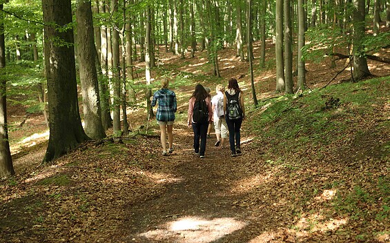 Buchenwald Grumsin, Foto: tmu GmbH, Lizenz: tmu GmbH