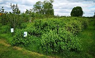 Beerengarten bei Kunst &amp; Beeren, Foto: K. Sprenger