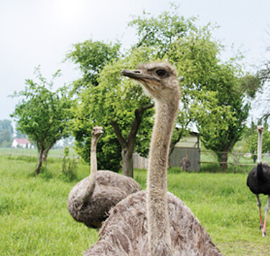 Straußenhof Weideblick, ostrich farm and shop