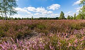 Birdwatching an der Reicherskreuzer Heide, Foto: Seendlandentdecker