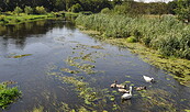 Birdwatching an der Spree bei Mönchwinkel, Foto: Diana Nolander
