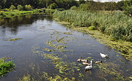 Birdwatching an der Spree bei Mönchwinkel, Foto: Diana Nolander