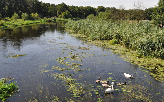 Birdwatching an der Spree bei Mönchwinkel