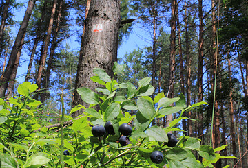 Naturpark-Rundwanderweg 71 nach Medewitz
