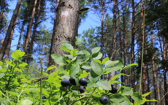 Naturpark-Rundwanderweg 71 nach Medewitz