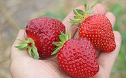 Erdbeeren, Foto: SL Gartenbau GmbH, Lizenz: SL Gartenbau GmbH