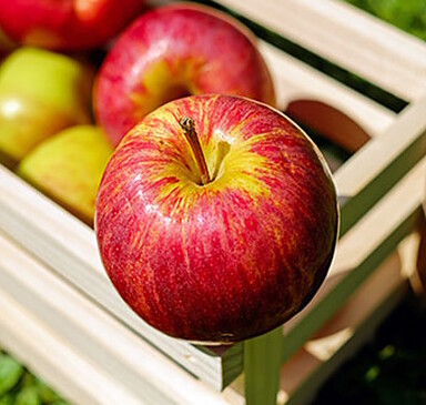 Schwanteland Selbsternte (self-harvest)