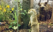 Niederlausitz-Museum Luckau - Diorama, Foto: Niederlausitz-Museum Luckau