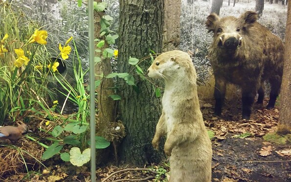 Niederlausitz-Museum Luckau - Diorama, Foto: Niederlausitz-Museum Luckau