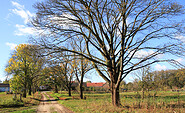 Allee vor Hohenwerbig, Foto: Bansen-Wittig