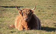 Highlandrind bei Niemegk, Foto: Bansen-Wittig