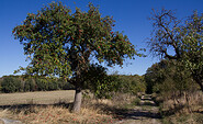 Apfelbaum am Wegesrand, Foto: Bansen-Wittig