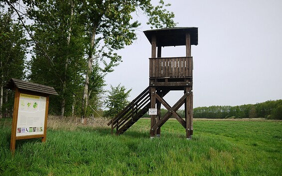Aussichtsturm im Wildnisgebiet bei Jüterbog, Foto: Ursula Kupper, Lizenz: LfU, NP Nuthe-Nieplitz