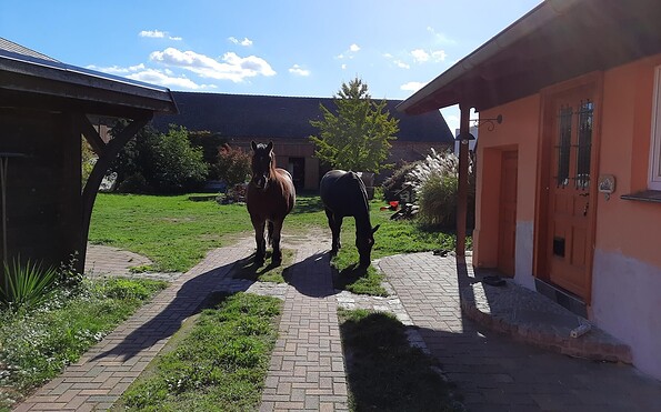 Horses on the farm, Foto: Valena Fürstenberg, Lizenz: Seenland Oder-Spree