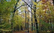 Forest near Fürstlich Drehna, Foto: Claudia Donat, Lizenz: Naturpark Niederlausitzer Landrücken