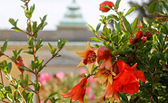 Granatapfel im Sizilianischen Garten in Potsdam, Foto: André Stiebitz, Lizenz: PMSG