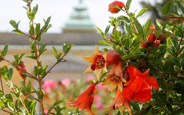Granatapfel im Sizilianischen Garten in Potsdam, Foto: André Stiebitz, Lizenz: PMSG