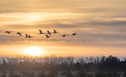 Whooper swans in Wanninchen , Foto: Ralf Donat, Lizenz: Heinz Sielmann Stiftung