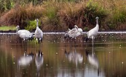 Cranes, Foto: Ralf Donat, Lizenz: Heinz Sielmann Stiftung