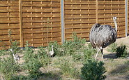 Nandus, Foto: Kathrin Liesegang-Nagel, Lizenz: Kathrin Liesegang-Nagel