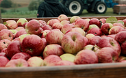 UMBIO - Äpfel in Kisten, Foto: UMBIO - Gutes aus der Uckermark, Lizenz: UMBIO - Gutes aus der Uckermark