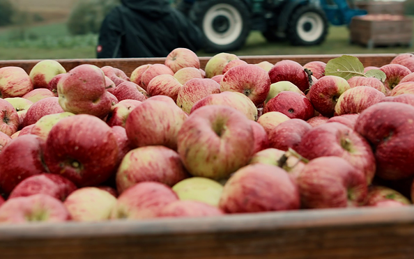 UMBIO - Äpfel in Kisten, Foto: UMBIO - Gutes aus der Uckermark, Lizenz: UMBIO - Gutes aus der Uckermark