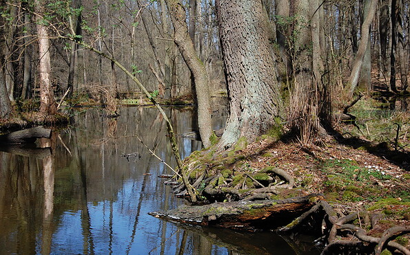 Hammersee, Foto: Constanze Mikeska, Lizenz: Constanze Mikeska