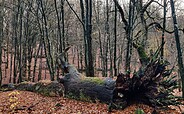 Totholz im Boitzenburger Tiergarten, Foto: Thomas Guhlke, Lizenz: Thomas Guhlke