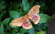 Madagaskar Kaiserspinner, Foto: Anja Sadowski, Lizenz: Biosphäre Potsdam