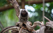 Weißkopfbüscheläffchen, Foto: Marc Lehnhardt, Lizenz: Biosphäre Potsdam