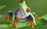 Rotaugenlaubfrosch, Foto: iStock - Mark-Kostich, Lizenz: Biosphäre Potsdam
