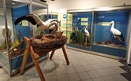 Störche der Welt, Foto: Jonathan Kunkel, Lizenz: NABU-Rühstädt