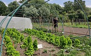 Garten VERN e.V. Greiffenberg, Foto: VERN e.V., Lizenz: VERN e.V.