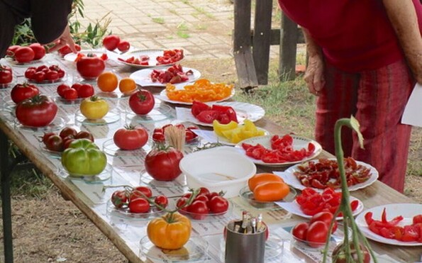 Tomatenverkostung VERN e.V. Greiffenberg, Foto: VERN e.V., Lizenz: VERN e.V.