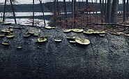 Rundweg Großer Treppelsee, Foto: Constanze Mikeska
