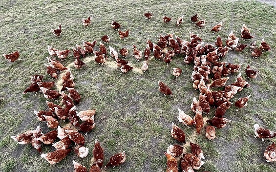 Chicken love, Foto: Sylvia Conring, Lizenz: Naturhof Heidesee