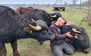 Büffel, Foto: Stadt Mittenwalde, Lizenz: Stadt Mittenwalde