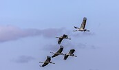 Kraniche , Foto: Ralf Donat, Lizenz: Naturpark Niederlausitzer Landrücken