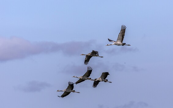 Common cranes, Foto: Ralf Donat, Lizenz: Naturpark Niederlausitzer Landrücken