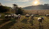 Döllnschaf, Foto: Lea Künnemann, Lizenz: Lea Künnemann