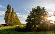 Pappeln im Oderbruch, Foto: Florian Läufer, Lizenz: Seenland Oder-Spree e.V.
