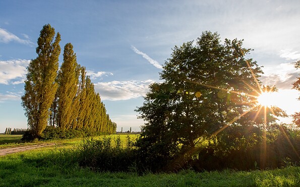 Pappeln im Oderbruch, Foto: Florian Läufer, Lizenz: Seenland Oder-Spree e.V.