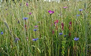 Field weeds on the field flora reserve, Foto: Claudia Donat, Lizenz: Niederlausitzer Landrücken Nature Park