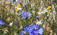 Blüten im Getreidefeld, Foto: Bansen-Wittig