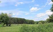 Weidekühe, Foto: Bansen-Wittig